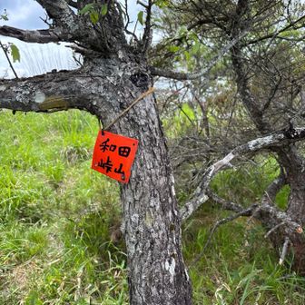 和田山南峰の表示　三角点はこの木の奥でした
