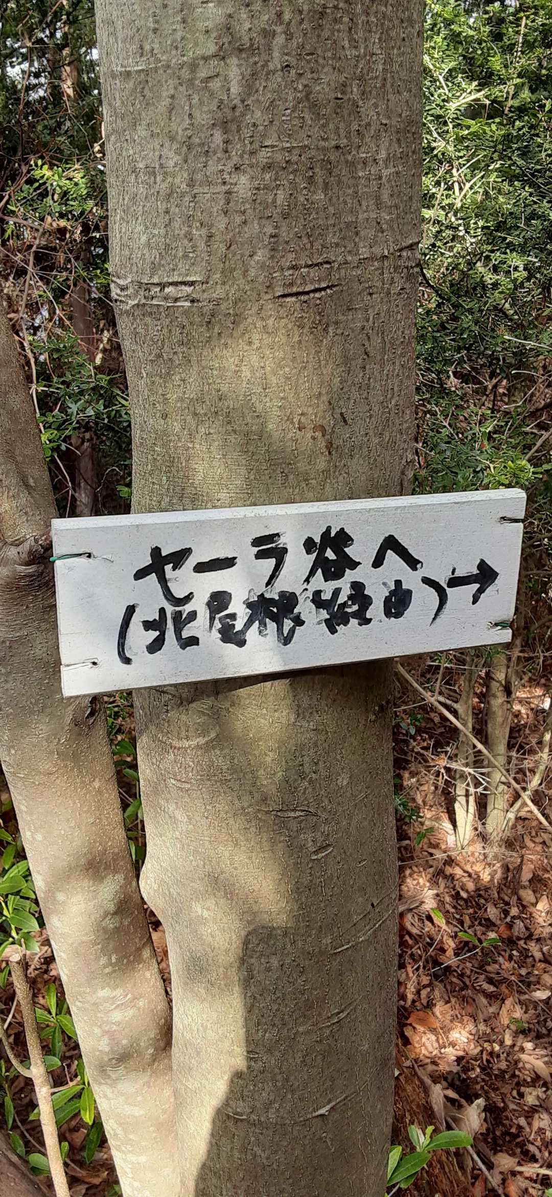 セーラー服着た谷○子がいる店が有るそうです😳