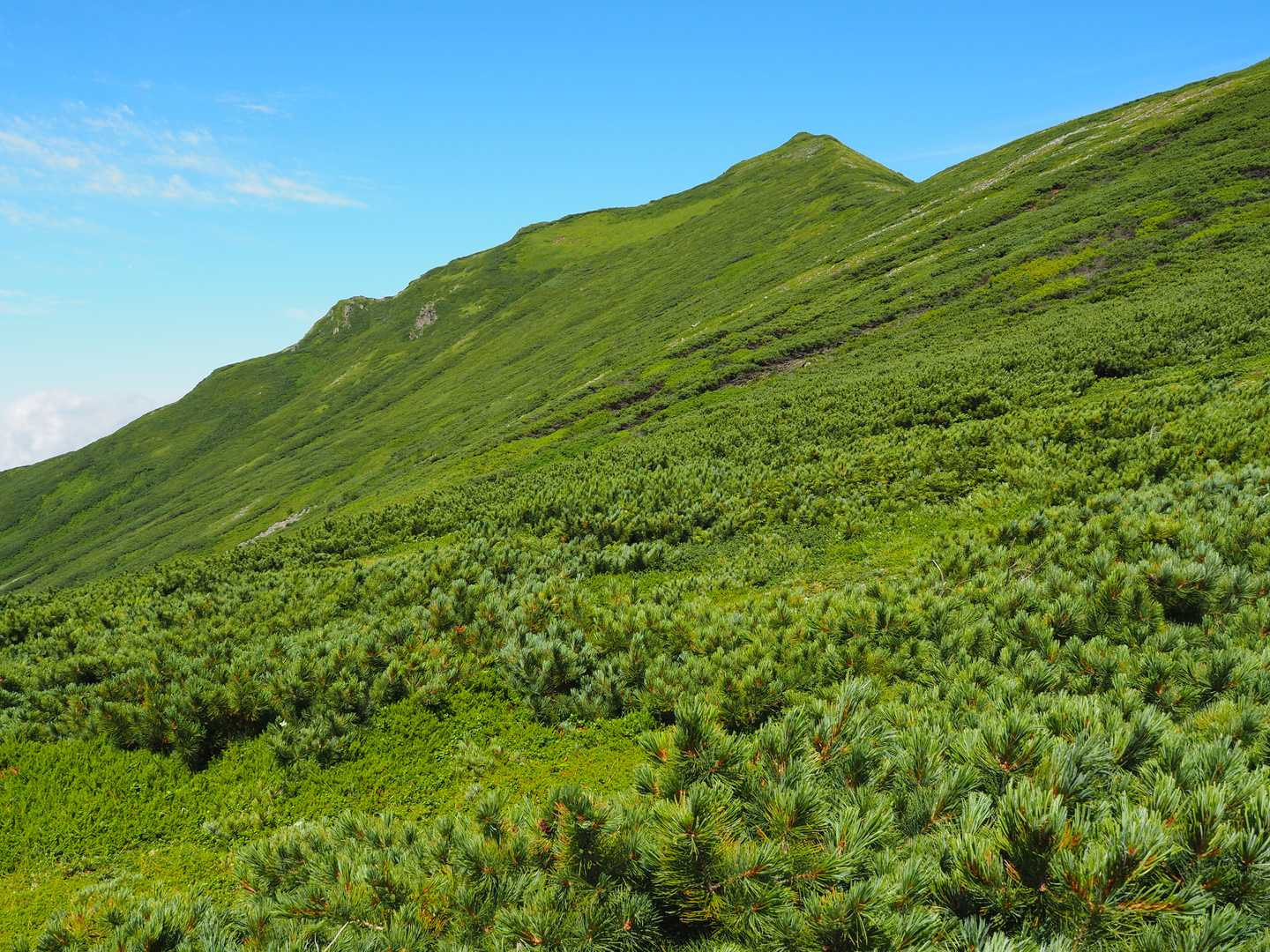 トムラウシ短縮コース登山口-トムラウシ山 往復コースの写真