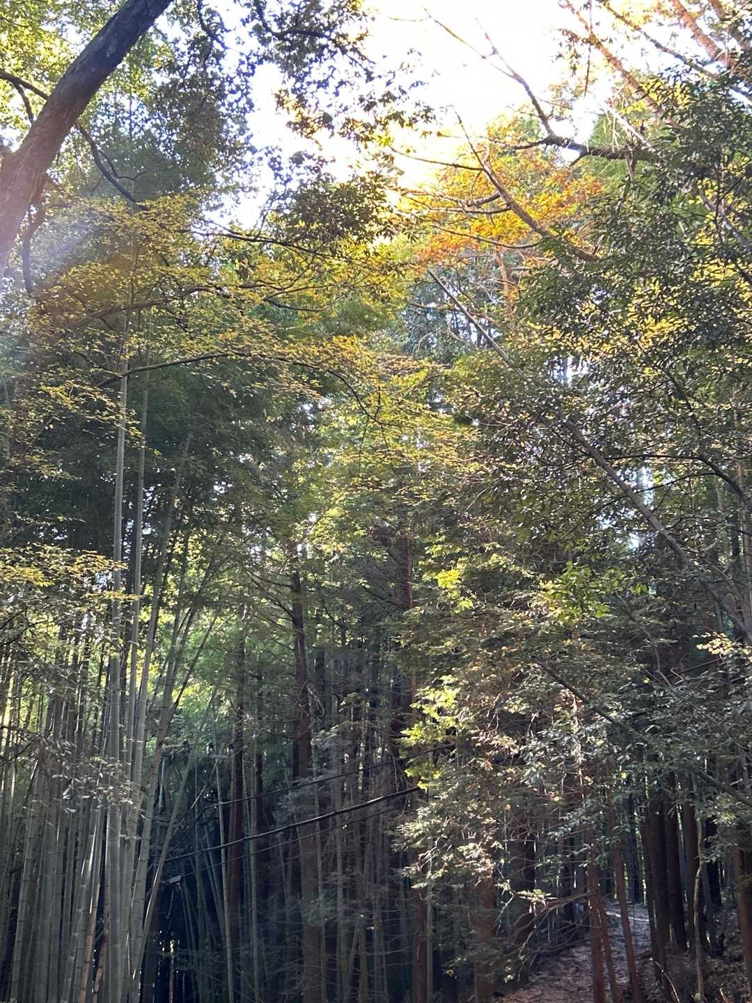 月出山岳登山口-月出山岳 往復コースの写真