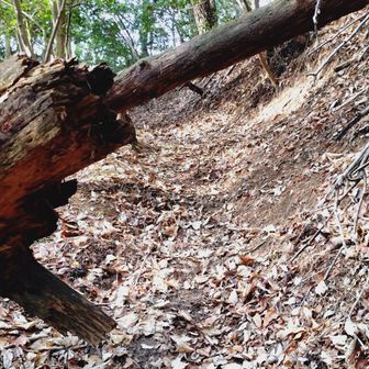 倒木もあちこち有ります。