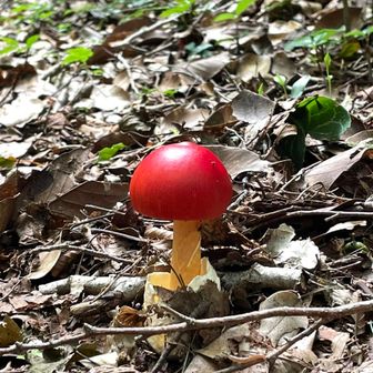 仮装ばっかり、と申します