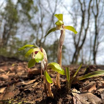 凛々しい春蘭さん✨