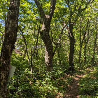 馬場山方面との分岐では真っ直ぐに進みます💨