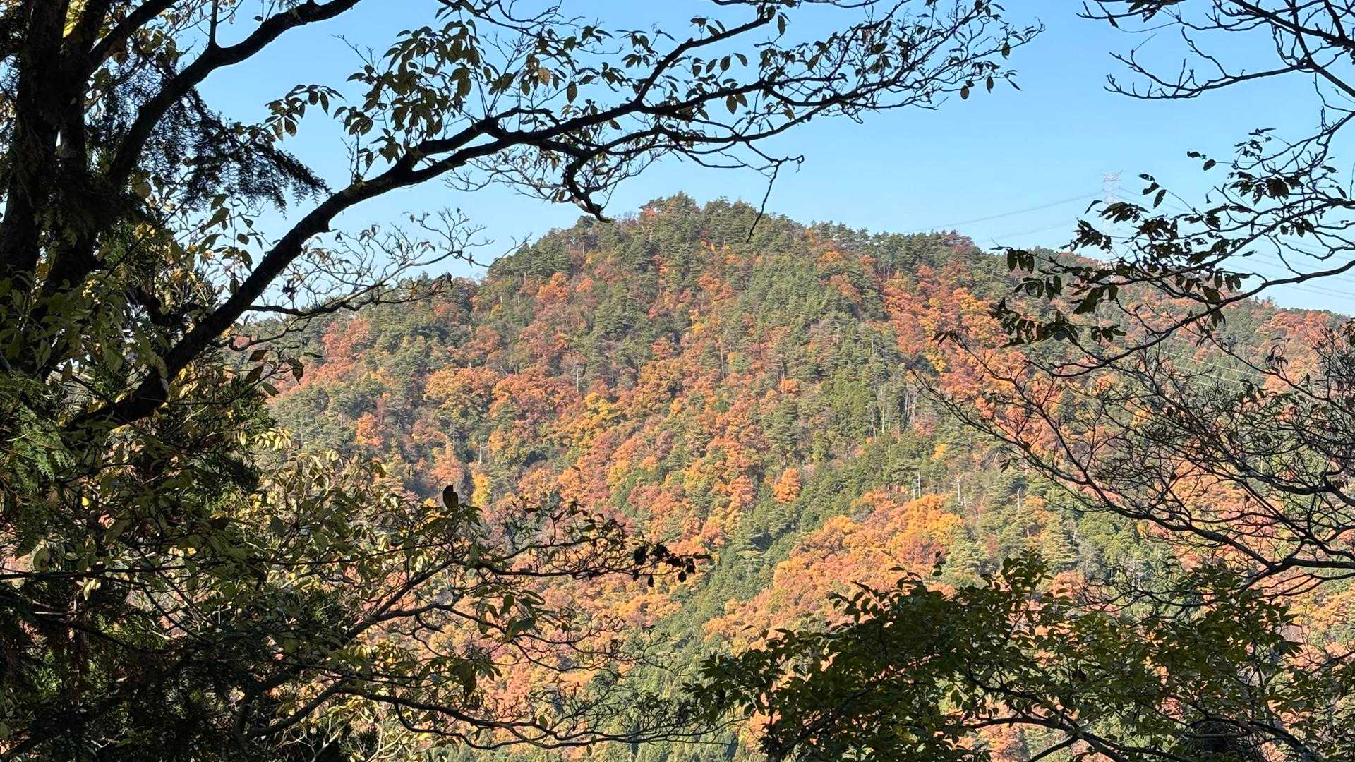 高畑山方面の山肌も色付いてる