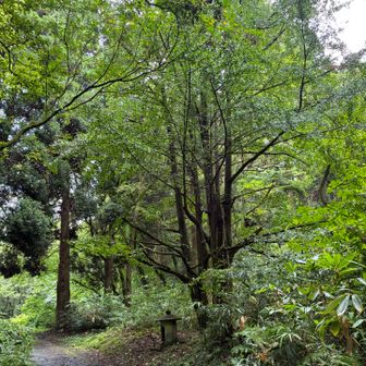 法尻山麓のイチョウ