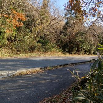 車道に出てきた