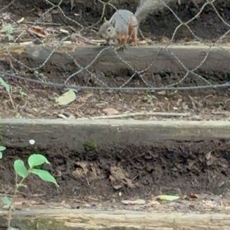 あれれ？？　🐿️🥰💕