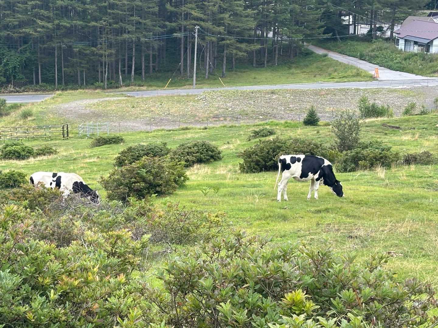 あなたたちのか！
え
通ってよかったの？ここ