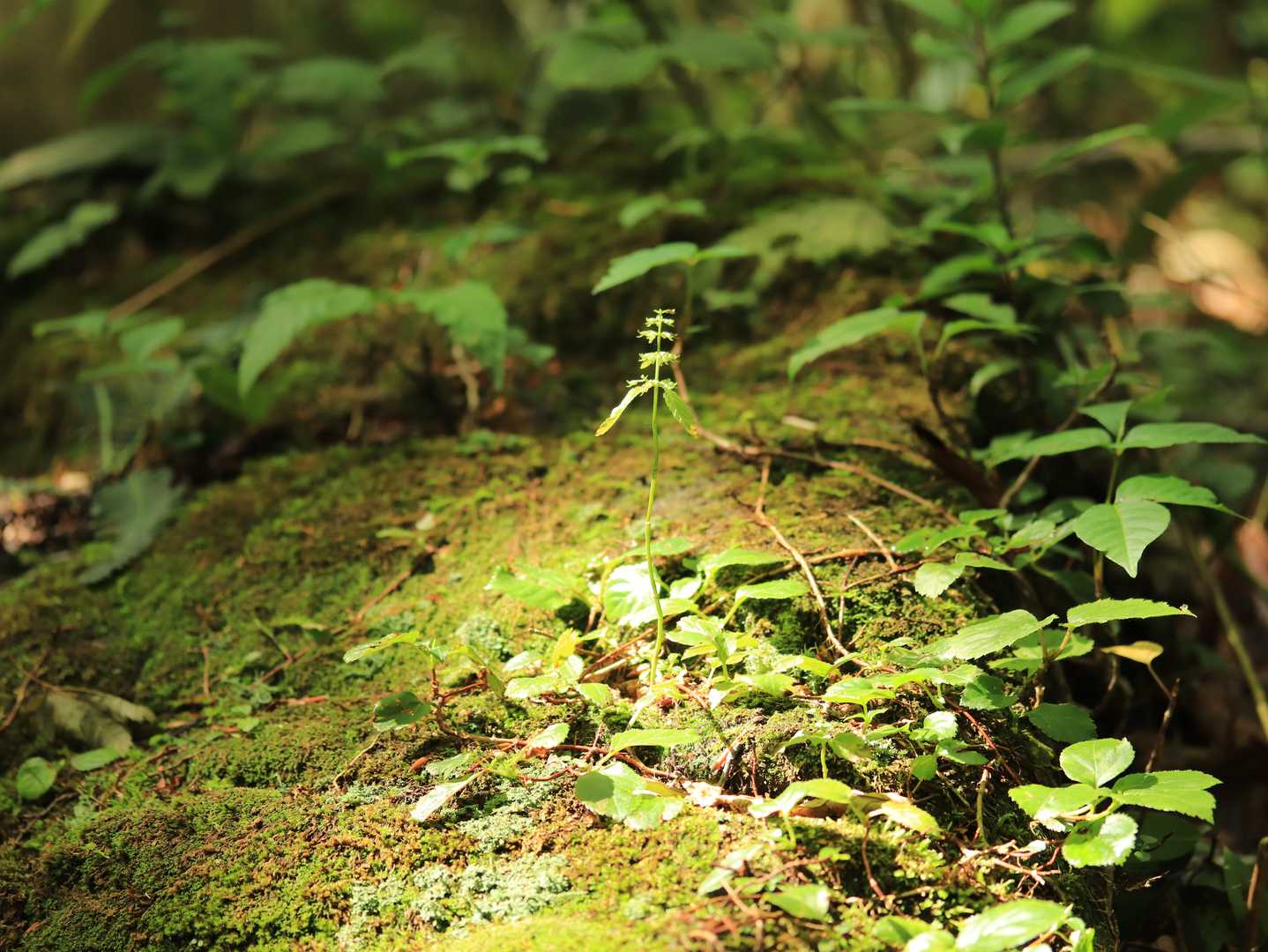 荒沢登山口-田代岳 往復コースの写真