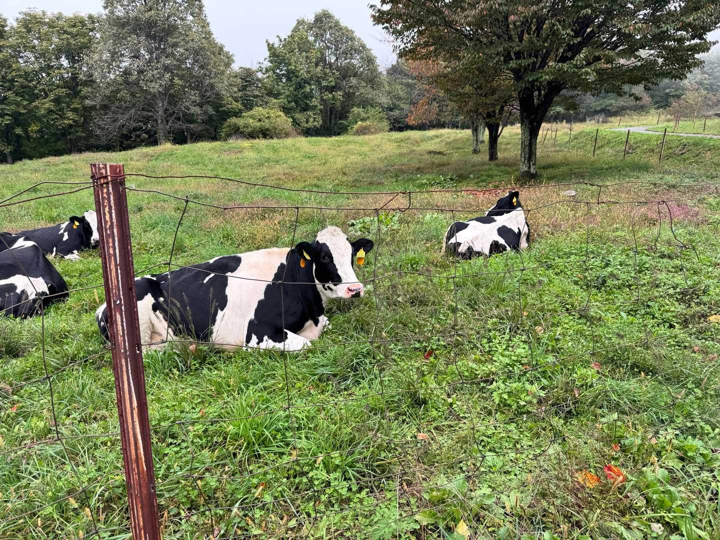 モーモーも今季最後かな？🐮
