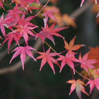若草山・芳山・高円山 紅葉🍁を楽しみながら