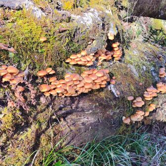 左門岳 ナメコ！