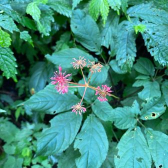 花火