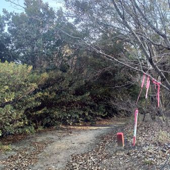 ピンクテープもあるきれいな道です。