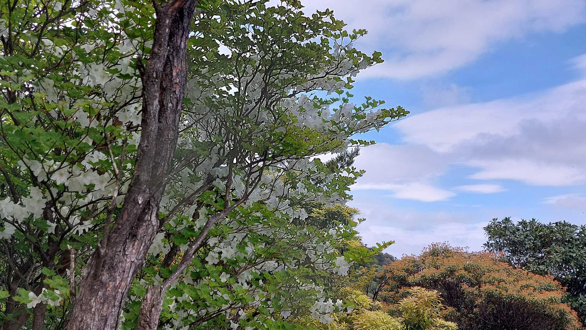 鈴鹿峠-高畑山-溝干山 往復コースの写真