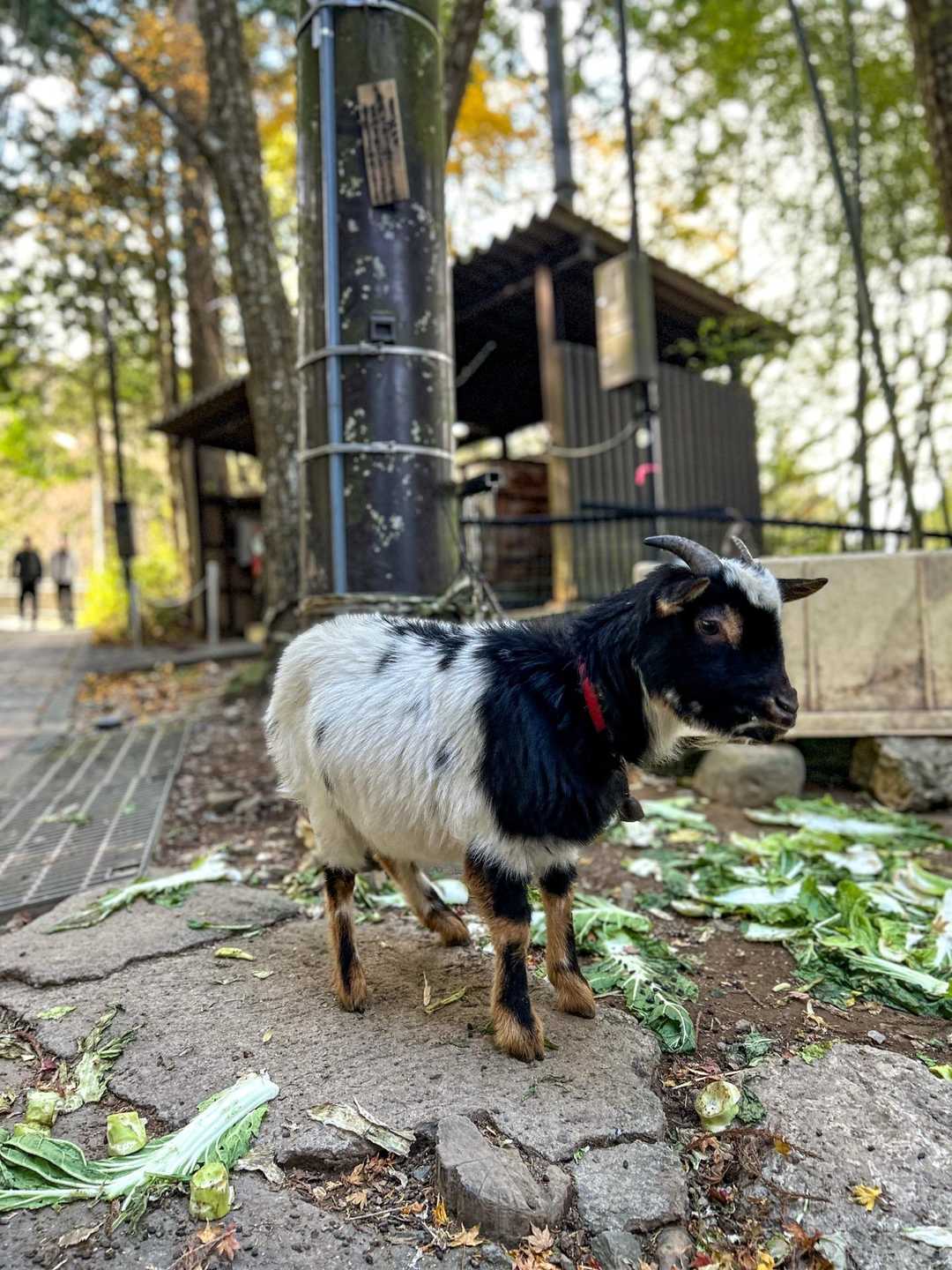 山羊さんと語らい....🐐