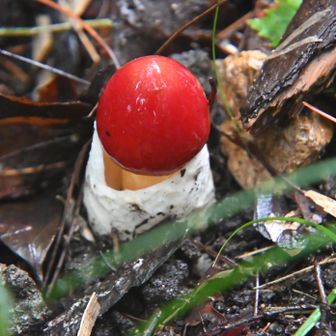 たまご茸、