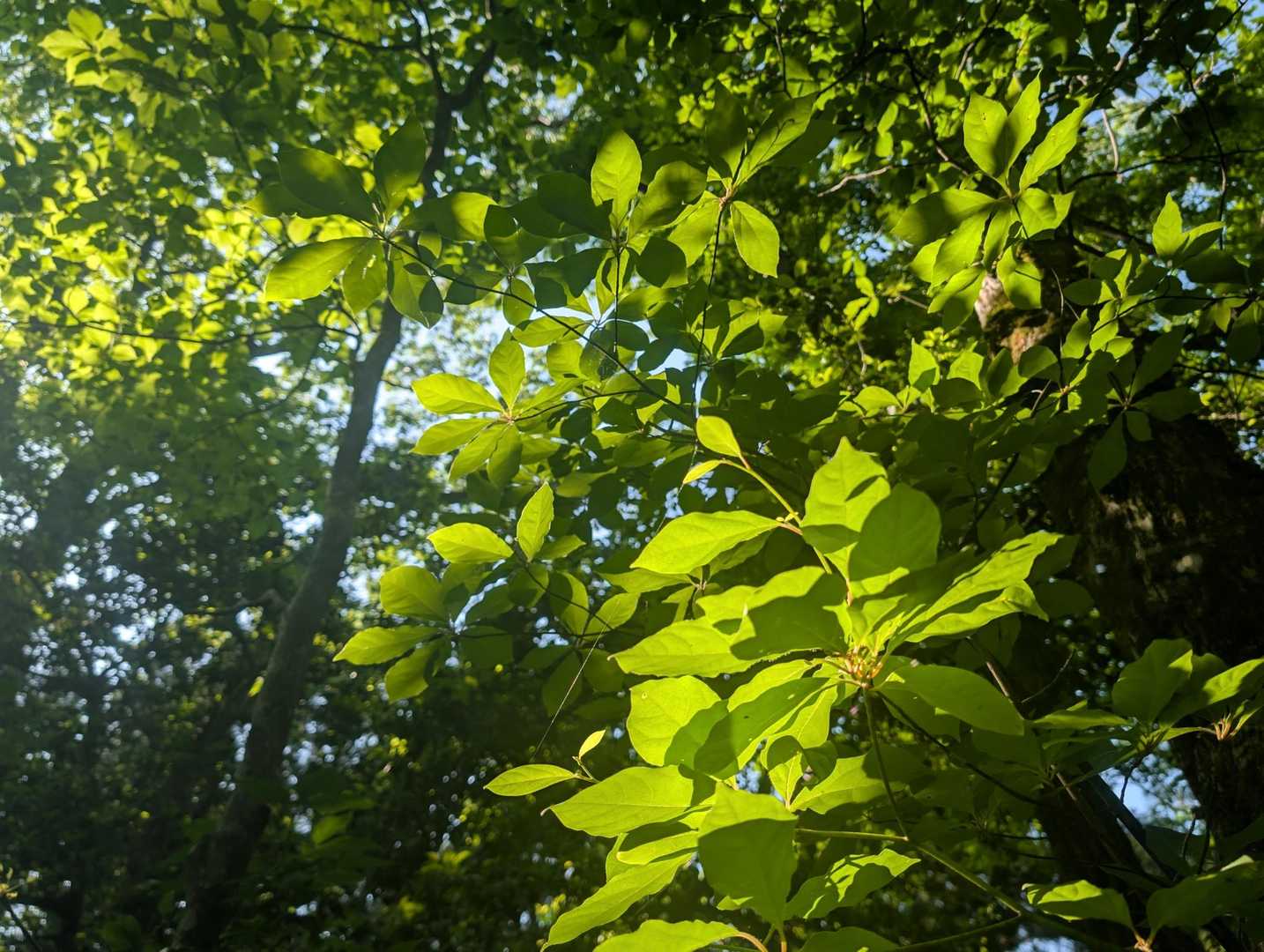 🌿🌿🌿
