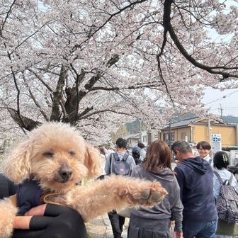 桜が満開で、たくさんの人で賑わう哲学の道でした🌸