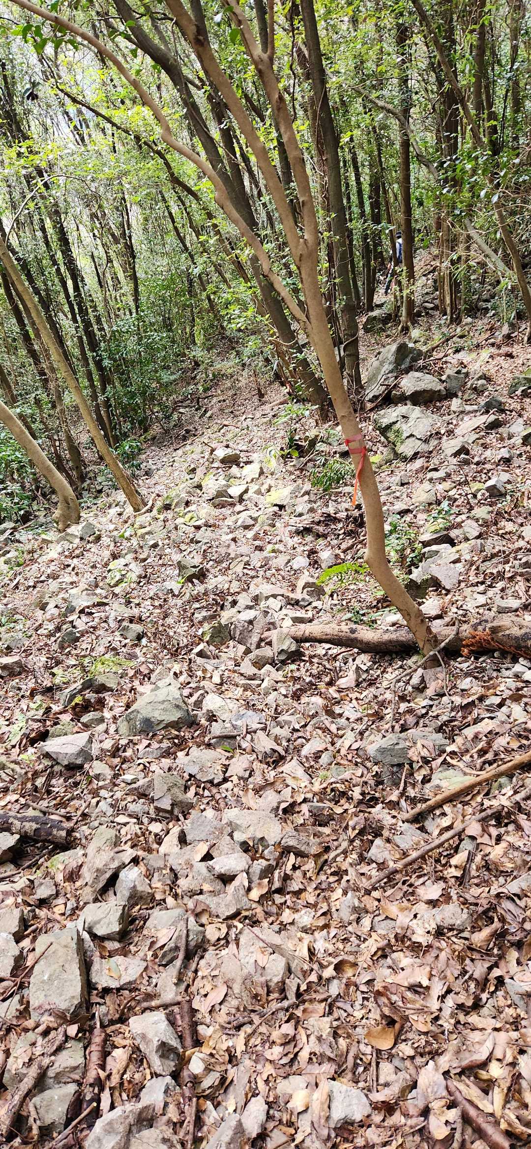 ガラガラで此でも道？てな感じ😣
