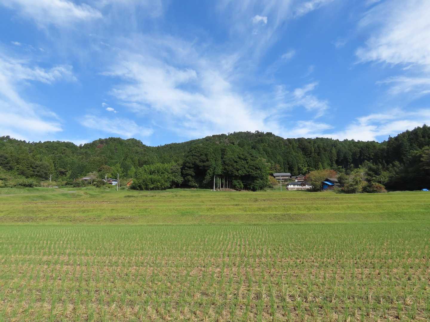 稲刈り終わった田からの鶴岡山
