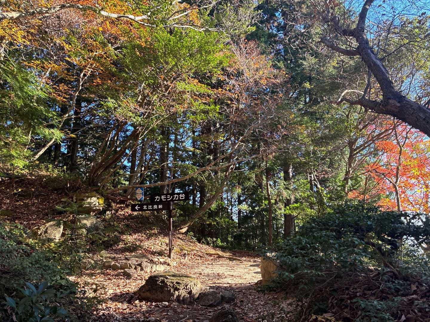 この辺りまで殆ど人に会わず少し不安になりながらも琵琶湖方面の景色と紅葉🍁に囲まれて少し汗ばみながら歩きます！