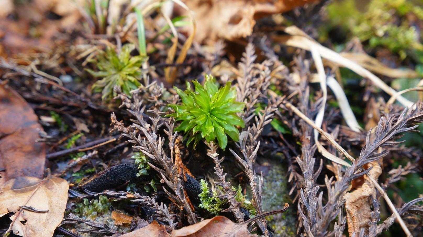カサゴケ💚この道も苔いっぱい🎶