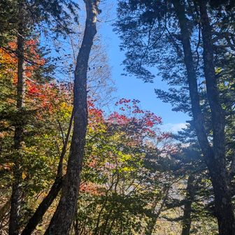 紅葉はじまり。赤、緑のグラデーションが日に透けて美しいです