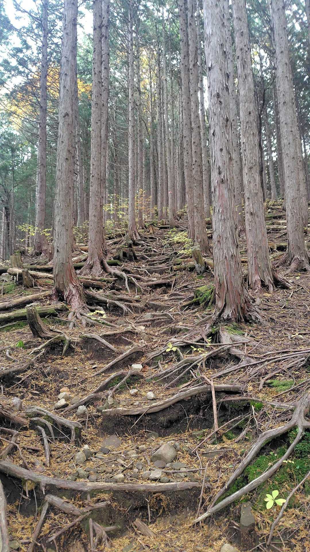 母袋烏帽子岳 往復コースの写真