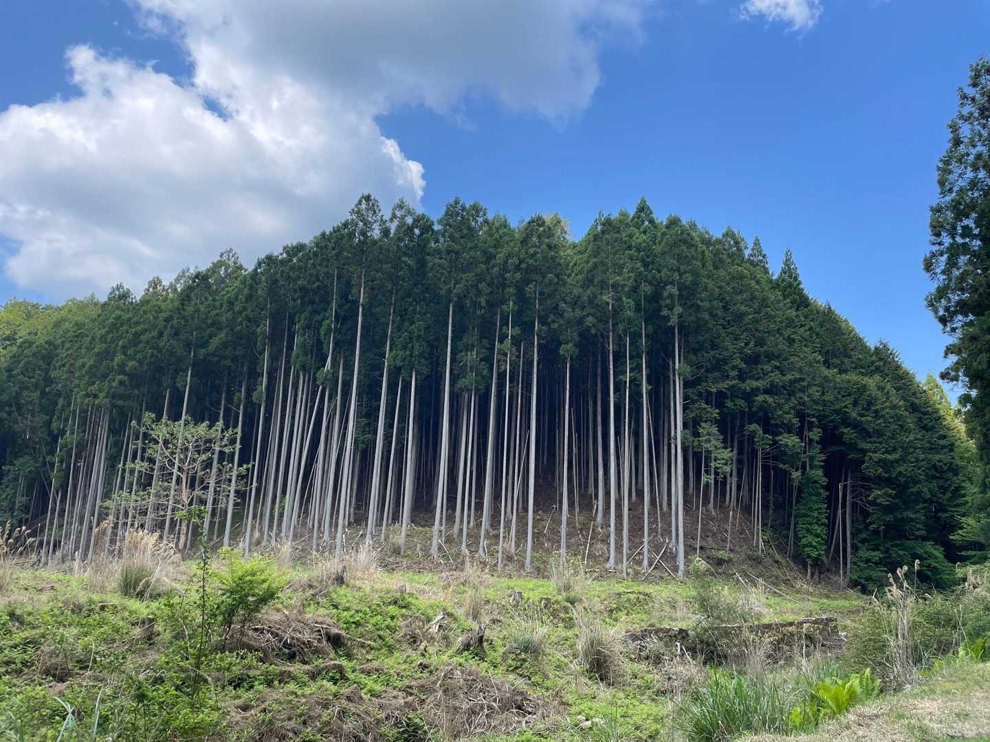 高見山-カヤノ山-天狗山-船峯山-黒石山-高山-差杉峠 周回コースの写真