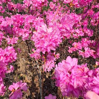 ピンクのツツジ