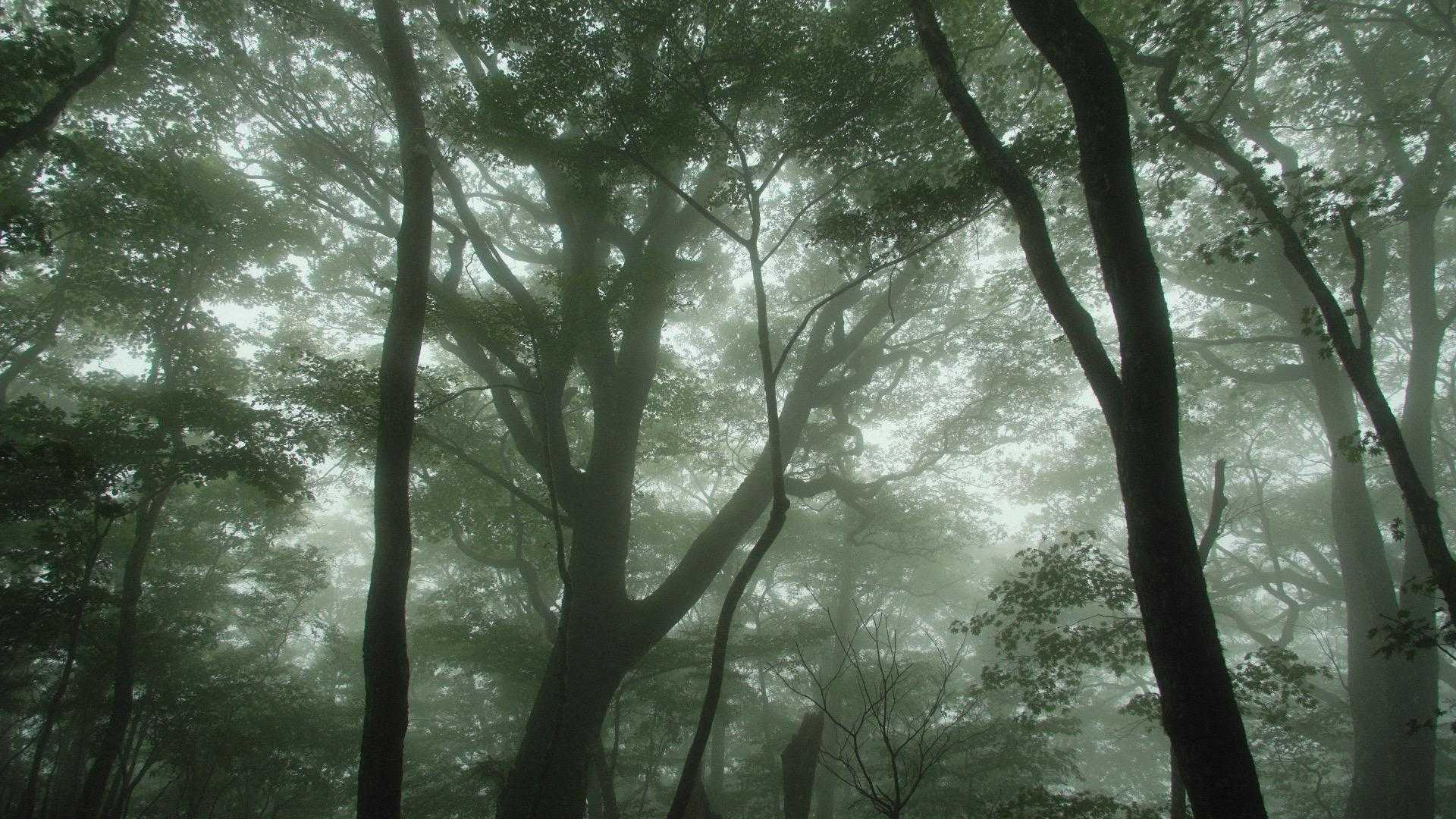 鎌倉時代から天狗が住んでいるという伝説があったそうです👺

というか、今日は、ホラー映画のような雰囲気👻