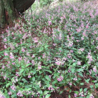 一面に群生して咲く花