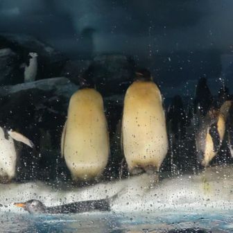 皇帝ペンギン(うえだ)