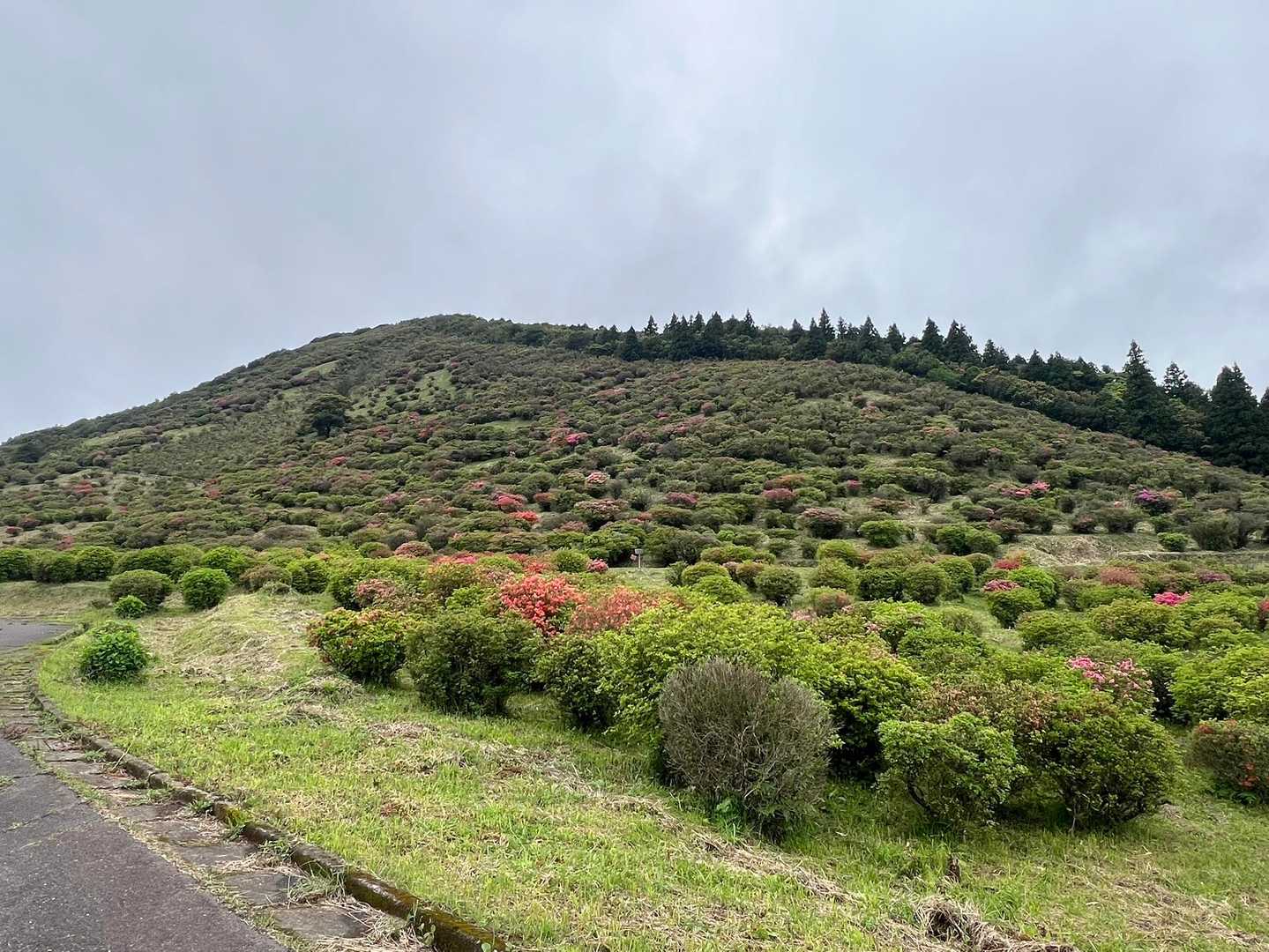 近づくと少しピンクが見えてくる🌸