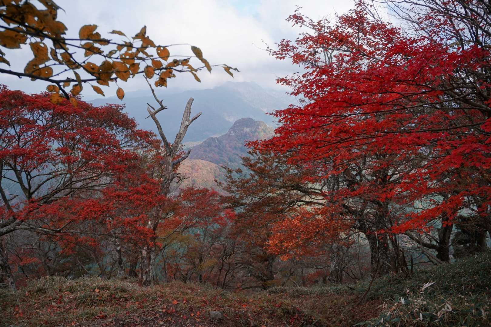 豊前坊登山口-英彦山 往復コースの写真