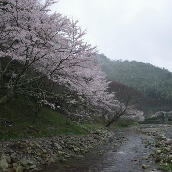 曲渕小学校裏の河川敷🌸
ちょっとガスってるのが幻想的です♪