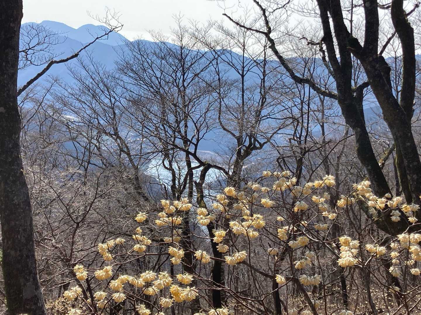 丹沢湖とミツマタ
