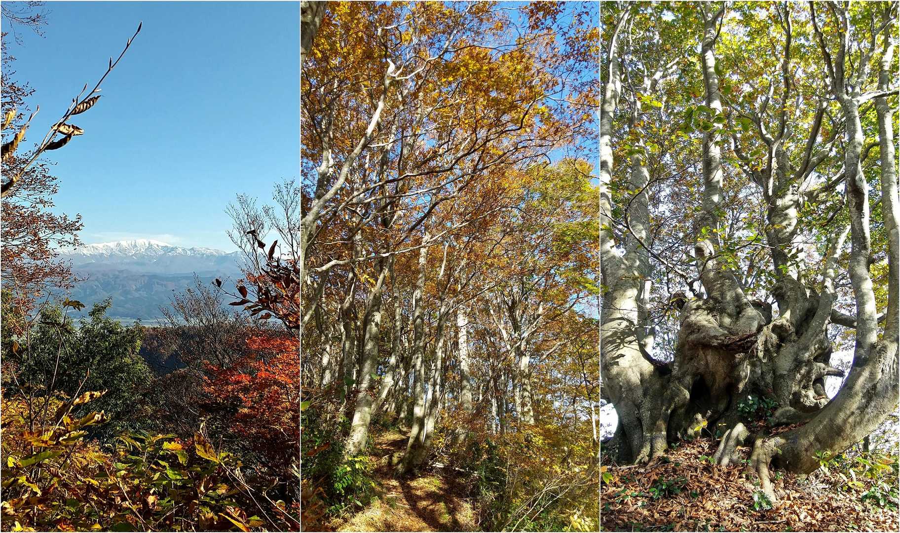 　下山もRnRn愉快です。どこを見てもきらっきらです。少し冷えたおだやかな風が心地いいです。