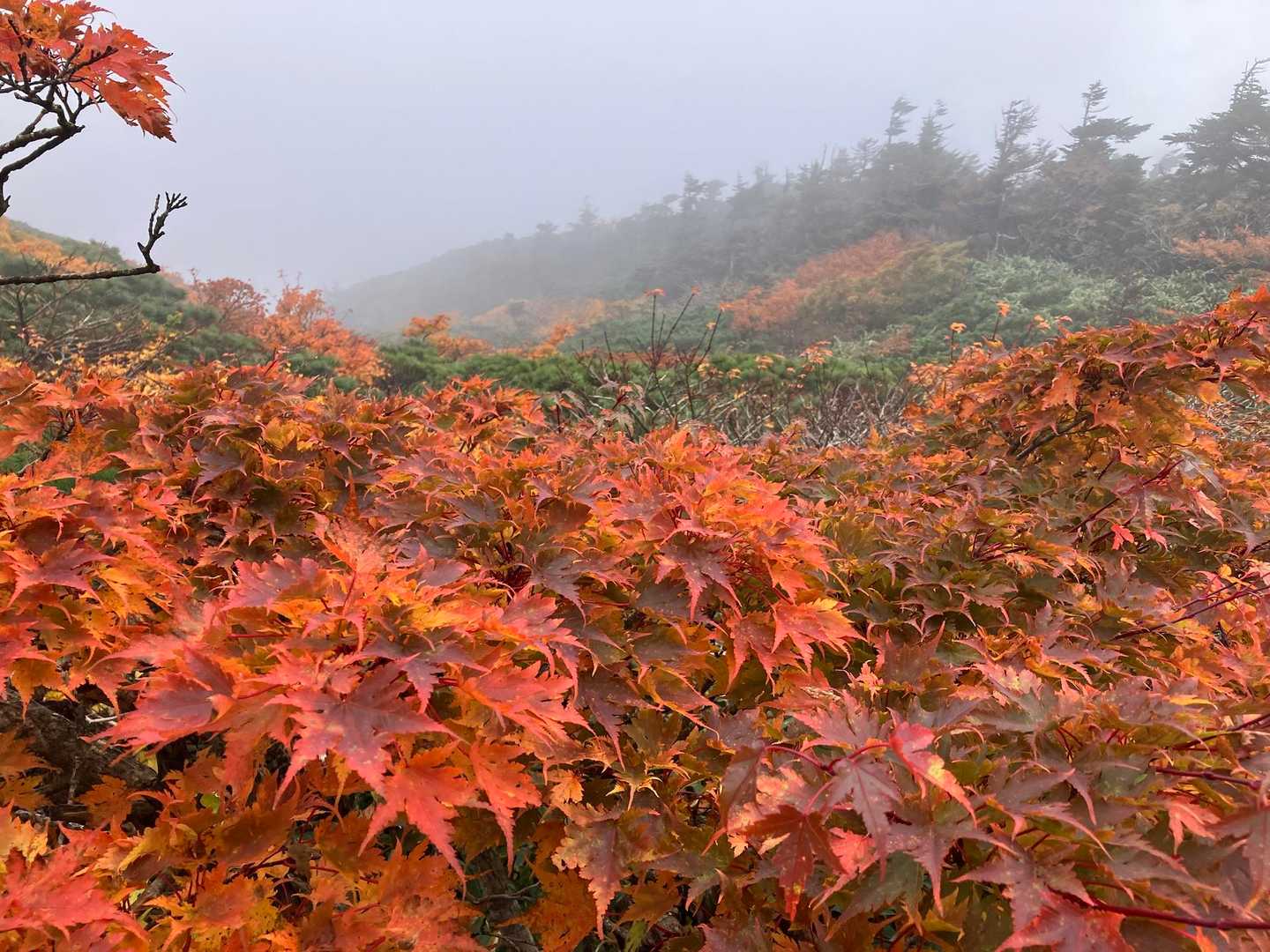 🍁🍁
