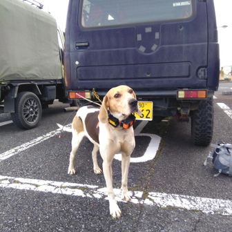 駐車場で出会った
これからお仕事の
猟犬🐶サクラちゃんに見送ってもらい、
出発です🤗