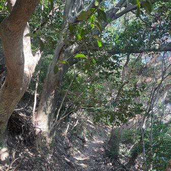 こっちかなー車道から逸れる道。ちょっと迷いました。後から来たおじいさんに聞くとそっちであってるよーとでも以外と急登😅