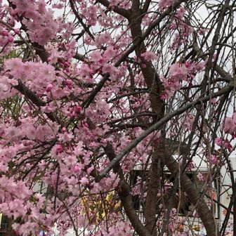 小幡公園の枝垂れ桜