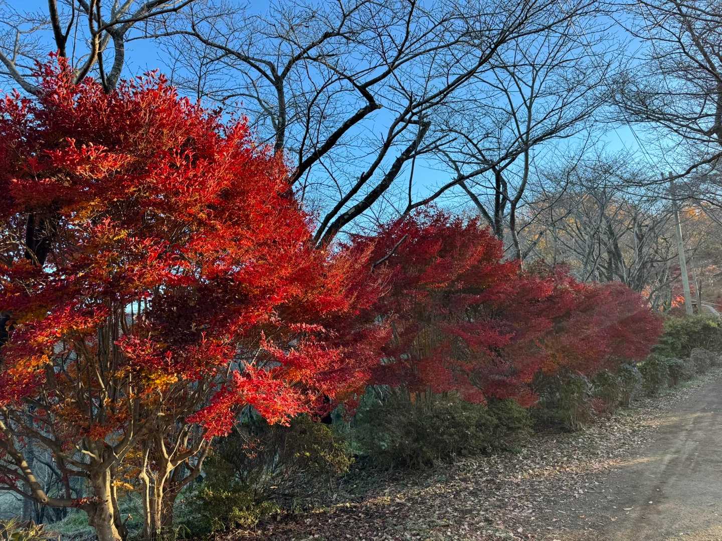 権現山-弘法山 往復コースの写真