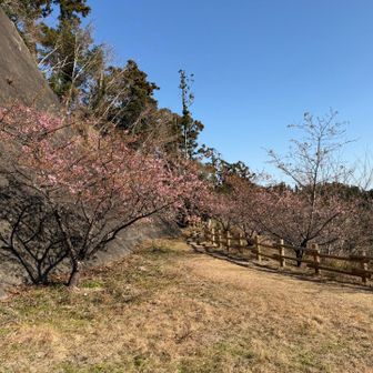 河津桜が咲いていました！