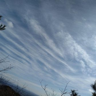 ミスポジ🐈‍⬛4匹の猫🐈ハローワーク通い