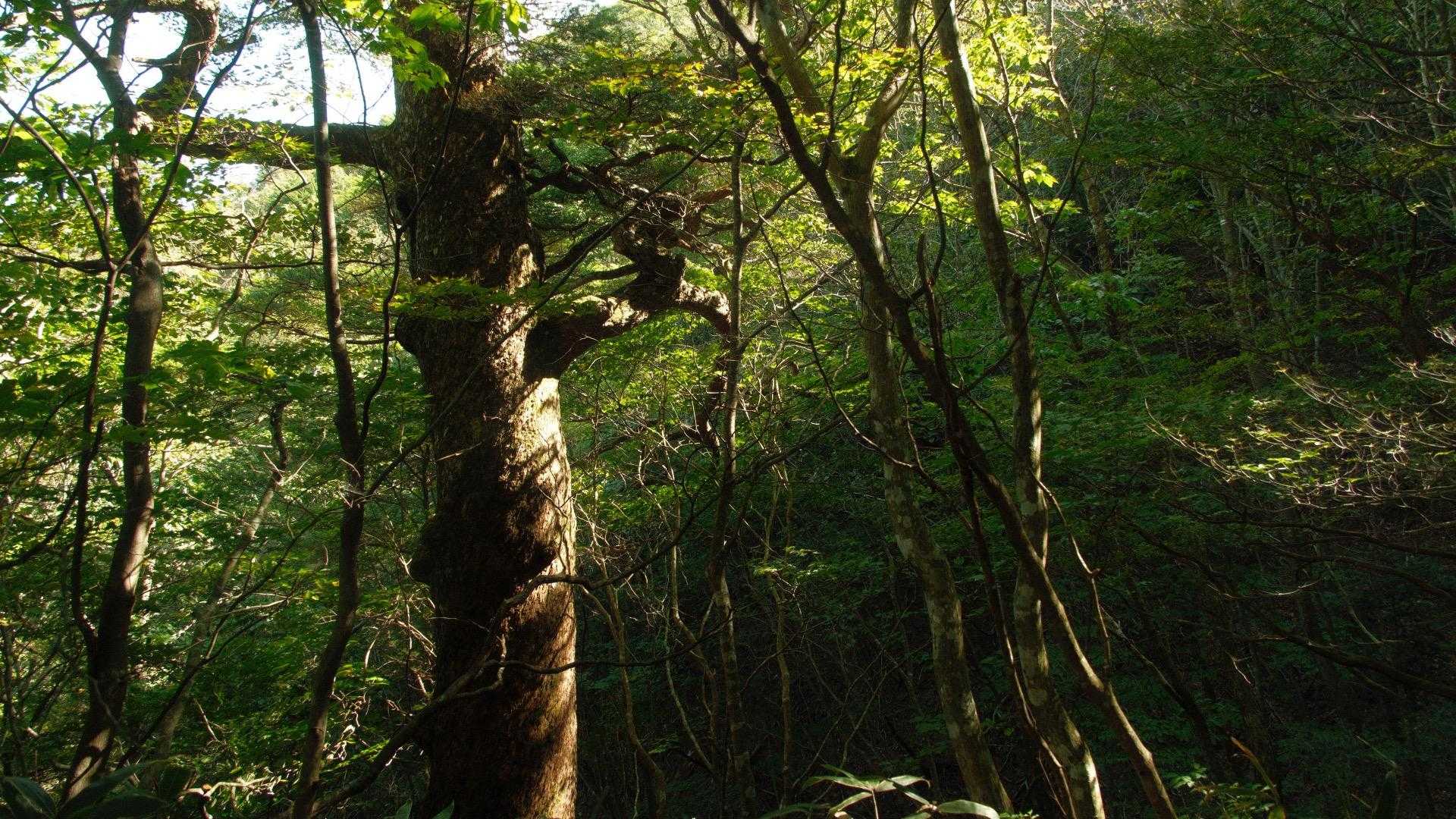登山道は整備されていて、とても歩きやすいです。
途中、大きくて立派ながありました🌲
下山時には、このあたりに猿たちがいました🐒
栗でも拾って食べてたのかな🌰