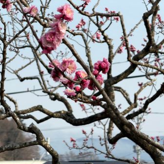 満開になった時見たいですね🌸