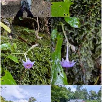 8月18日。

ツインズイワタバコ🌸🌸。

中山寺奥之院。
返し忘れて共に登拝😸😭。
治す山の膝痛。これで皆さん膝痛から解放。